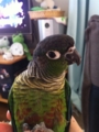 [Conure][ウロコインコ]