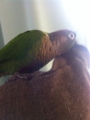 [Conure][ウロコインコ]