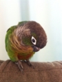 [Conure][ウロコインコ]