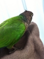 [Conure][ウロコインコ]