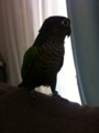 [Conure][ウロコインコ]
