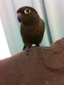 [Conure][ウロコインコ]