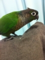 [Conure][ウロコインコ]