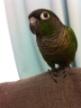 [Conure][ウロコインコ]