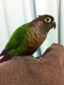 [Conure][ウロコインコ]