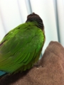 [Conure][ウロコインコ]
