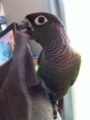 [Conure][ウロコインコ]