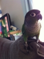 [Conure][ウロコインコ]
