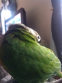 [Conure][ウロコインコ]