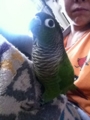 [Conure][ウロコインコ]