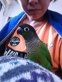 [Conure][ウロコインコ]
