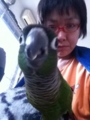[Conure][ウロコインコ]