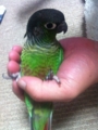 [Conure][ウロコインコ]