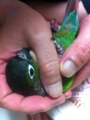 [Conure][ウロコインコ]