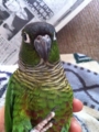[Conure][ウロコインコ]