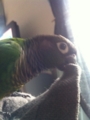 [Conure][ウロコインコ]