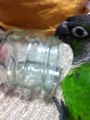 [Conure][ウロコインコ]