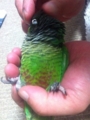 [Conure][ウロコインコ]
