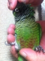 [Conure][ウロコインコ]