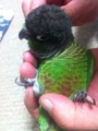 [Conure][ウロコインコ]