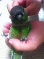 [Conure][ウロコインコ]