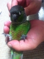 [Conure][ウロコインコ]