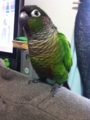 [Conure][ウロコインコ]
