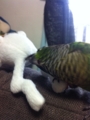 [Conure][ウロコインコ]