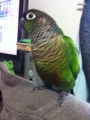[Conure][ウロコインコ]