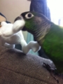 [Conure][ウロコインコ]