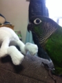 [Conure][ウロコインコ]