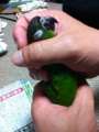 [Conure][ウロコインコ]