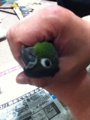 [Conure][ウロコインコ]