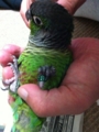 [Conure][ウロコインコ]