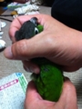 [Conure][ウロコインコ]