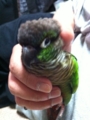 [Conure][ウロコインコ]
