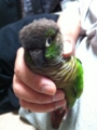 [Conure][ウロコインコ]