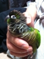 [Conure][ウロコインコ]