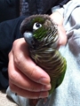 [Conure][ウロコインコ]