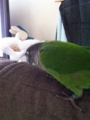 [Conure][ウロコインコ]