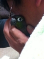[Conure][ウロコインコ]