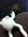 [Conure][ウロコインコ]