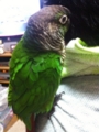[Conure][ウロコインコ]