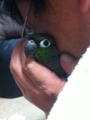 [Conure][ウロコインコ]