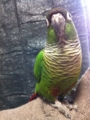[Conure][ウロコインコ]