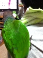 [Conure][ウロコインコ]