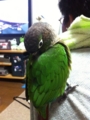 [Conure][ウロコインコ]