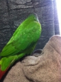 [Conure][ウロコインコ]