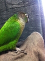 [Conure][ウロコインコ]