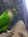 [Conure][ウロコインコ]